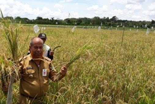 Jumlah Petani di Kabupaten Tanah Bumbu Terus Menurun