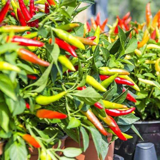 Obrolan Harga Cabe jadi Trending, Tembus Rp 140 Ribu
