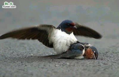 Indahnya Diksi Pilihan Rasulullah ketika Menghibur Anak yang Berduka