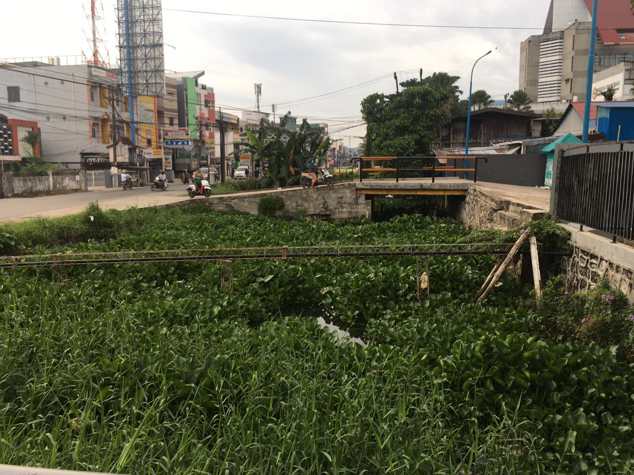 Bukan Teratai, Kanal di Pusat Kota Ini Dipenuhi Gulma Ceng dkk