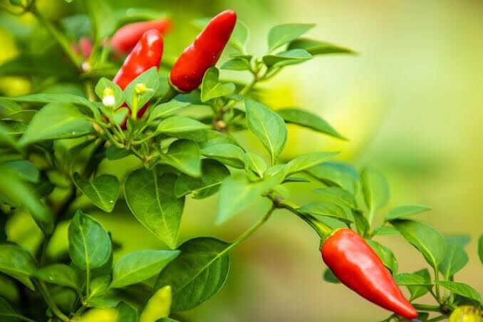 Sebelum Cabe Meroket, Ini Tiga Cara Stok yang Praktis, Yukz Dicoba