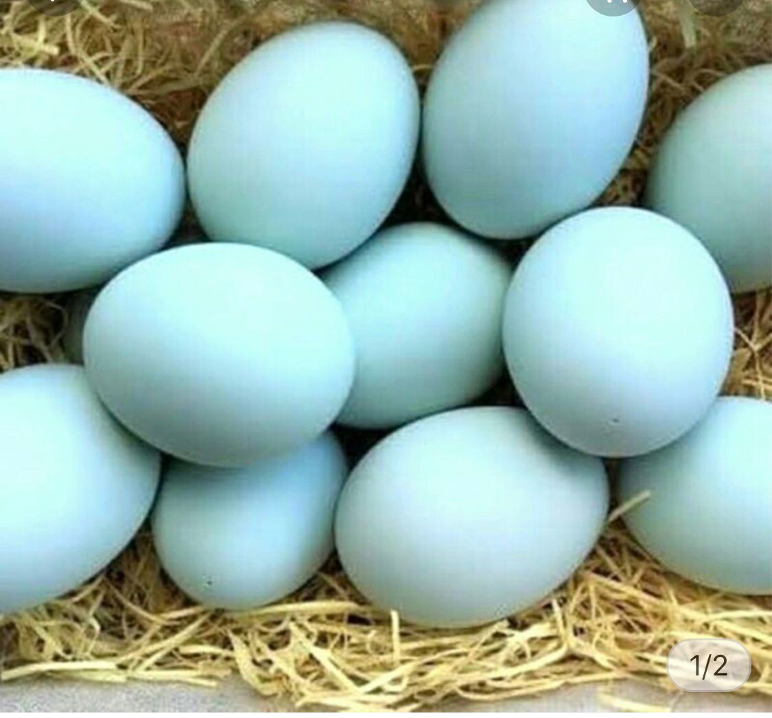 Memasuki Ramadhan, Harga Telur Itik Mengalami Kenaikan