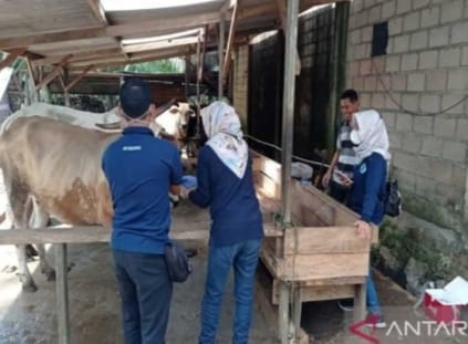 Tanah Bumbu Diperkirakan Kekurangan Hewan Qurban