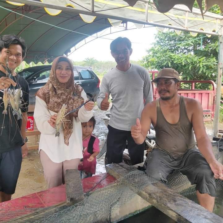 Panen Budidaya Udang Galah di Desa Manuntung