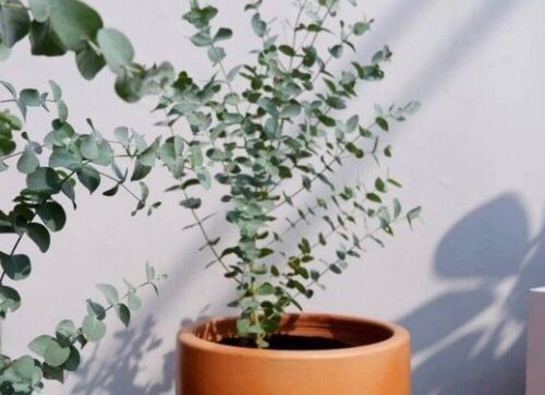 Ridwan Kamil: Jasad Eril Utuh, Kepala Menengok ke Kanan dan Wangi Daun Eucalyptus