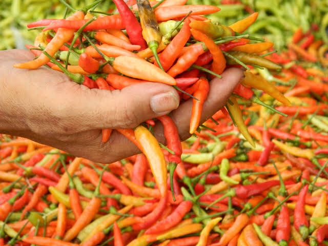 Puasa Pedas Dulu, Harga Cabai Tembus Rp100 Ribu/kg di Banjarmasin