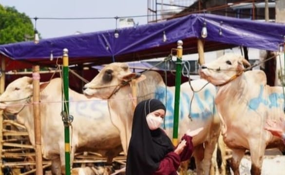 Penyakit Hewan Ternak Dominan Terjadi Pada Sapi