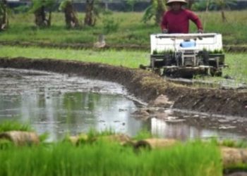 Di Tanah Bumbu, Minat Anak Muda Menjadi Petani Rendah