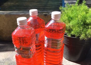Penomena ‘Botol Sirup’ Merah di Banjarmasin, Benarkah Kiat Mengusir Kotoran Binatang?