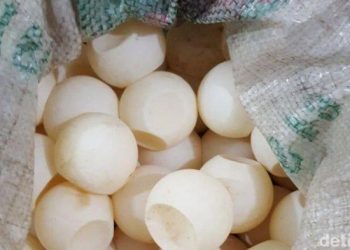 Hanya Ada di ‘Black Market’ Harga Telur Ini di Banjarmasin Mencengangkan