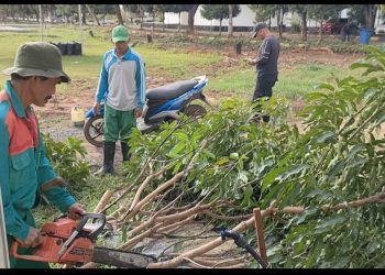 Enam Orang Petugas Kebersihan DLH Potong Pohon di Muka dan Samping Kantor RSB
