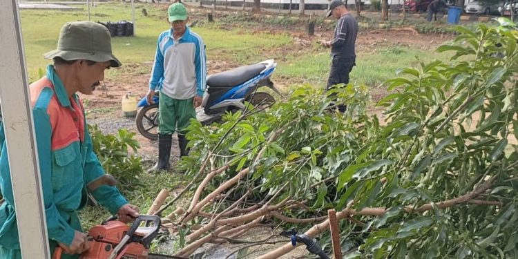 Enam Orang Petugas Kebersihan DLH Potong Pohon di Muka dan Samping Kantor RSB