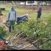 Enam Orang Petugas Kebersihan DLH Potong Pohon di Muka dan Samping Kantor RSB