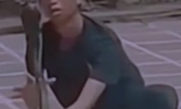 Mengenaskan, Pawang Muda Ini Tewas Dipatok Cobra Piaraannya