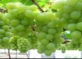 Hah! Tuk Beli Buah Artis Ini Habiskan Rp20 Jt per Bulan, Fans pun Berdebat