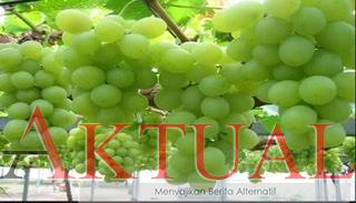 Hah! Tuk Beli Buah Artis Ini Habiskan Rp20 Jt per Bulan, Fans pun Berdebat