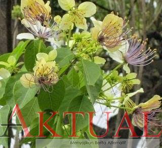 Tiba, Musim Asinan Bunga Cantiik Ini Ditunggu Masyarakat Banjar, Begini Tips Pilih yang Segar