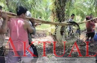 Menegangkan! Penaklukan Buaya Hijau Besar Oleh Tim Satpol PP, Damkar, TNI dan Polri, Begini Caranya