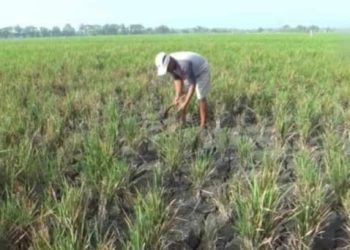 DKPP Tanah Bumbu Dukung Program Swasembada Beras