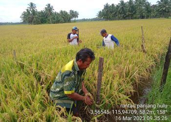 Tanah Bumbu Masuki Masa Panen Padi
