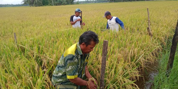 Tanah Bumbu Masuki Masa Panen Padi