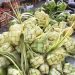 Puncak Perburuan Cakang Ketupat di Banjarmasin Harga Naik 50 Persen