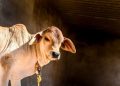 Berapa Usia Hewan Qurban yang Boleh Disembelih, Ini Penjelasannya