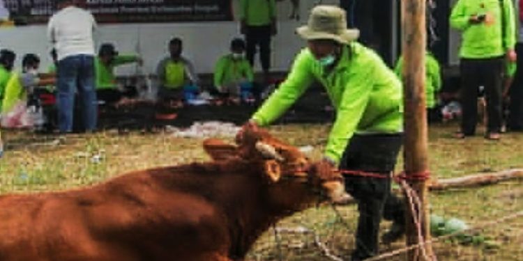 DKPP Tanah Bumbu Rutin Periksa Hewan Qurban