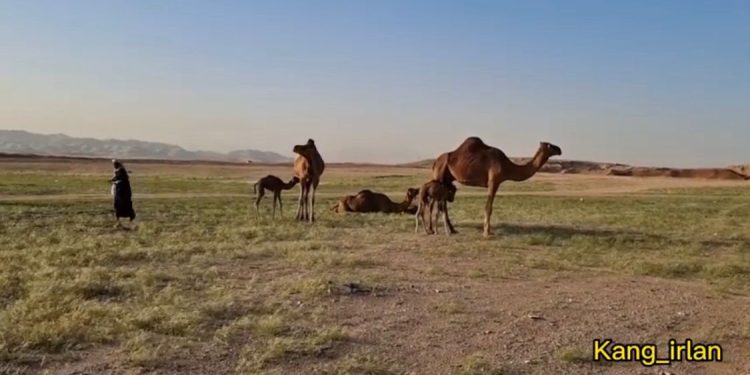 Wauw, Gurun Mekkah Kini Hijau, Unta pun Makan Rumput Segar
