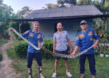 Tim Damkar Tanah Bumbu Evakuasi Ular Sanca Masuk Kandang Ayam Milik Warga