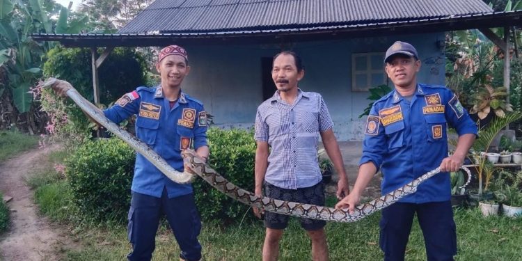 Tim Damkar Tanah Bumbu Evakuasi Ular Sanca Masuk Kandang Ayam Milik Warga