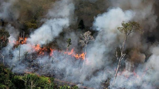 Selamatkan Kebun Cabai, Petani Ini Tewas Ketika Berjibaku Memadamkan Kebakaran Lahan