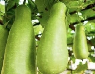 Penyeimbang Harga di Saat Kemarau, Buah Sayur Ini Murah Meriah di Pasar Banjarmasin