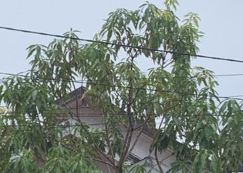Perdana, Hujan Guyur Banjarmasin dalam Sebulan Ini, Suhu Udara Tetap Tinggi