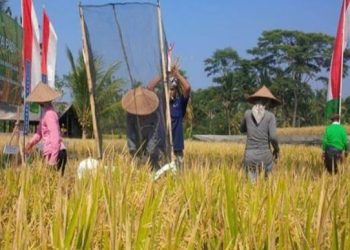 Oktober 2023, Petani akan Panen Padi 1000 Hektare di Kusan Hulu