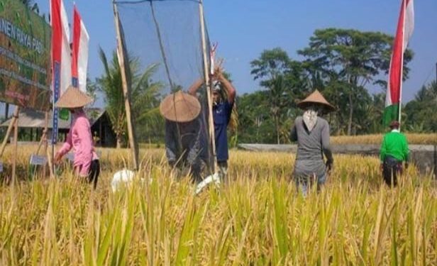 Oktober 2023, Petani akan Panen Padi 1000 Hektare di Kusan Hulu