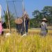 Oktober 2023, Petani akan Panen Padi 1000 Hektare di Kusan Hulu