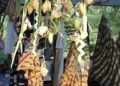 Viral, Bayi Jatuh, Nyaris Terinjak Injak Saat Perebutan Duit di Baayun Maulid, Ini Warning Nitizen