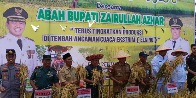 Bupati Zairullah Hadiri Panen Raya Padi di Desa Salimuran