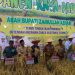 Bupati Zairullah Hadiri Panen Raya Padi di Desa Salimuran