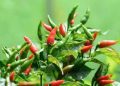 Wauw, Pedagang di Banjarmasin Istilahkan Cabe Rawit Setara Emas, Harganya Melambung