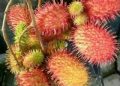 Tersisa Beberapa Rumpun di Banjarmasin, Jenis Rambutan Terbaik Ini Jadi Panenan Unggul Daerah Lain