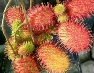 Tersisa Beberapa Rumpun di Banjarmasin, Jenis Rambutan Terbaik Ini Jadi Panenan Unggul Daerah Lain