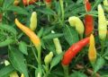 Cabe Meroket di Banjarmasin, Konsumen: Beli Rp5 Ribu Ditertawakan Cobek