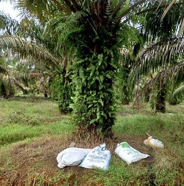 Miris, Beralas Karung Semen tanpa Pakaian, Bayi Malang Ini Ditinggal di Bawah Pohon Sawit di Tanahlaut