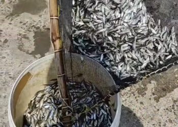 Walau Dilarang, Melimpah Baby Fish di Pasaran Banjarmasin, Jenis Ikan Ini Paling Mahal