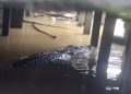 Buaya Besar di Video Viral, Ternyata Begini Indah-nya View Perkampungan yang Sering Didatangi Predator Tersebut