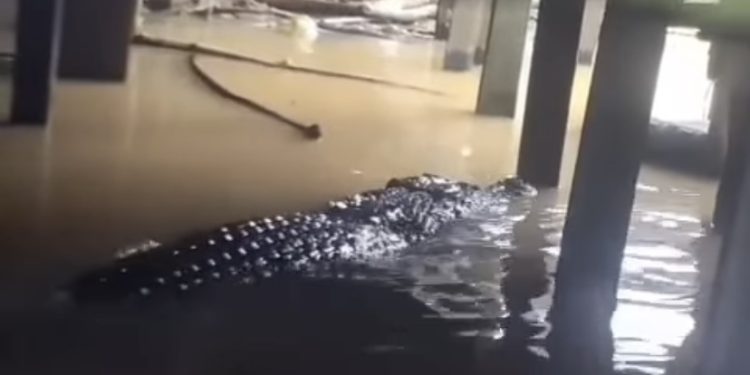 Buaya Besar di Video Viral, Ternyata Begini Indah-nya View Perkampungan yang Sering Didatangi Predator Tersebut