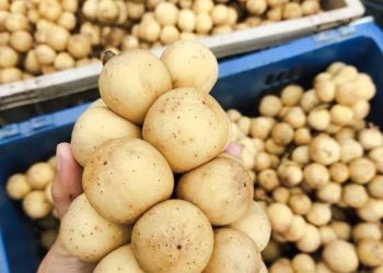 Banjarmasin ‘Panic Buying’, Buah Duku Langsat Murah Banget, Seharga 2 Gorengan. Pasarnya Strategis