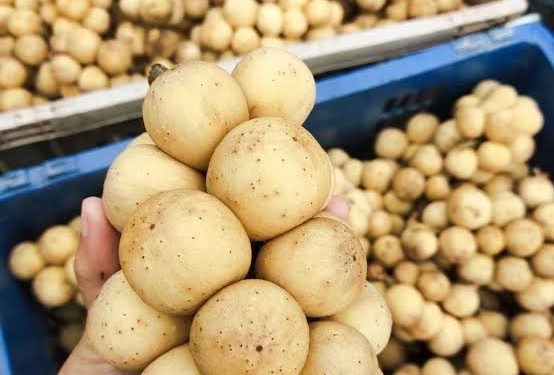 Banjarmasin ‘Panic Buying’, Buah Duku Langsat Murah Banget, Seharga 2 Gorengan. Pasarnya Strategis